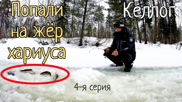 Жор хариуса и что на него влияет! Рыбалка не Севере, река Келлог/Часть 4-я.