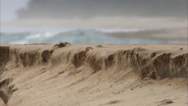 Слоны Габона столкнулись с подъемом воды-