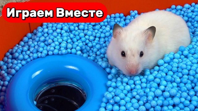 Лабиринт для Хомяка ! Приключения Умного Хомяка 🐹 Видео для детей 👍 #топыкатегорий