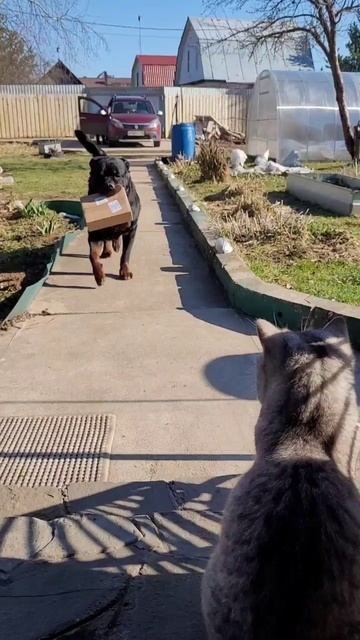 Дюша носит,Нюська контролирует