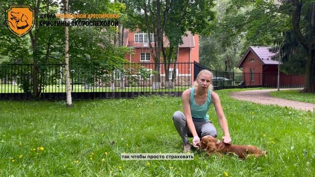 Трюки для собак. Как научить собаку команде «Ползи»?