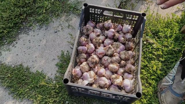 Как я обрезаю чеснок и где его храню.