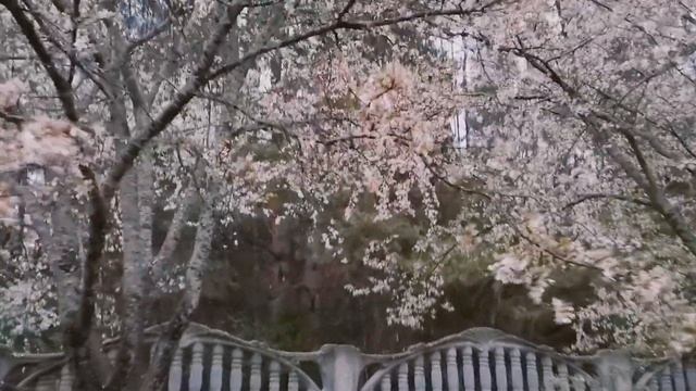 Пение птиц, трель соловья.