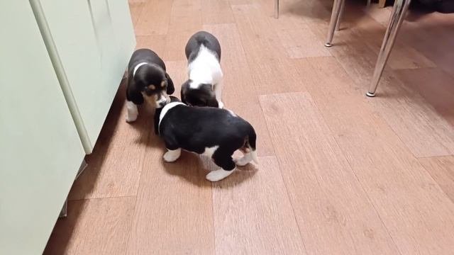 VID_20250416_221236_357