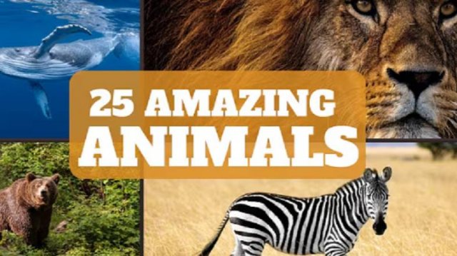 Fun Animal Facts