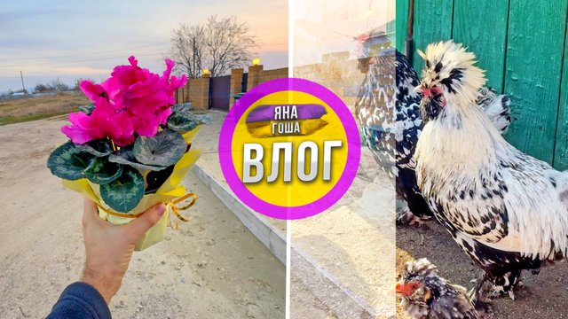 Муж купил цветы жене - без повода! Обзор птицы от Яны.