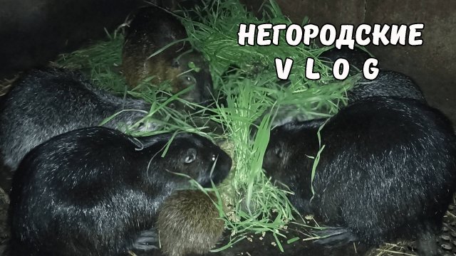 Квартира-студия для Тумана. Кормим НУТРИЙ. Деревья цветут всем холодам назло! 13.04.25