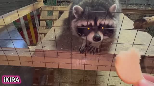 Зоопарк VLOG ГУЛЯЛИ В ПАРКЕ.