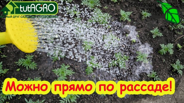 ЗА РУБЛЬ ОБЕЗВРЕДИЛ ПОЧВУ В БОЛЬШОЙ ТЕПЛИЦЕ! Секретный способ очистки почвы простой...из гастронома