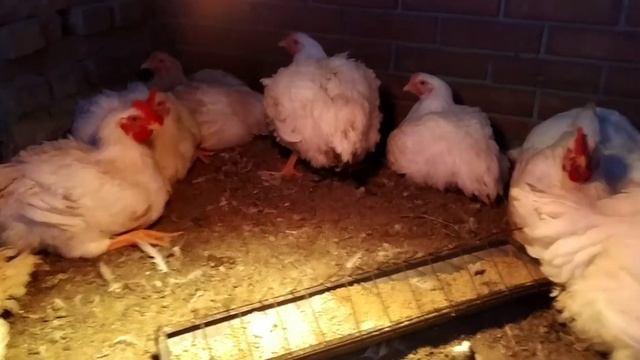 Не растут бройлеры, причины и способы решения