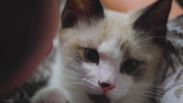 Самые милые и смешные питомцы - Жизнь кошек.