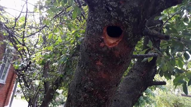 Дятлы. Очень шумные соседи.