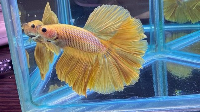 Рыбка петушок