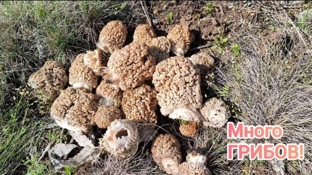 СТОЛЬКО ГРИБОВ Я ЕЩЕ НЕ ВИДЕЛ! ГРИБАЛКА 2025. Сморчки весной. Самые вкусные грибы!