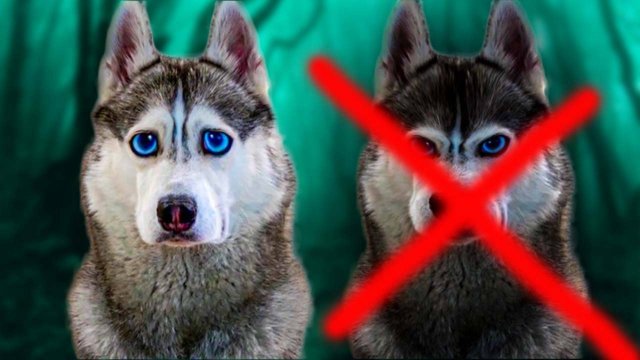 ФИНАЛЬНАЯ БИТВА С ТЁМНЫМ ХАСКИ БАНДИТОМ SHADOW!!!