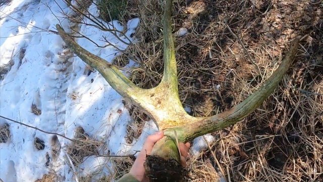 Поиск рогов лося.Металлокоп.