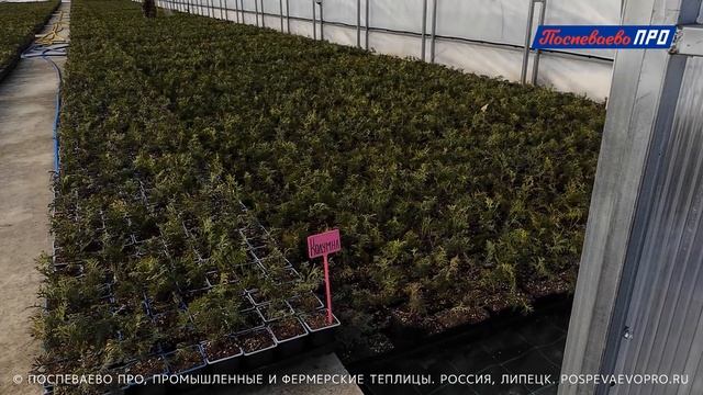 8 промышленных теплиц готовы — 4200 м². Интересный обзор. — Поспеваево ПРО, завод теплиц