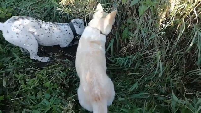 Сибирь, Охота с Лайками на Барсука, от начала до конца.