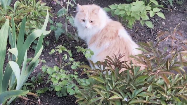 Цветут цветы 2025 среди весны REMIX