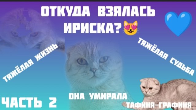 😻Откуда взялась Ириска ? 🤔/ Тяжёлая жизнь у Ириски, с рождения 😥