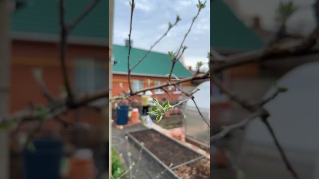 Надежные парники для защиты растений 🌱 🍅 🍆