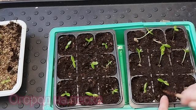 Питахайя. Выращивание питахайи из семян. Пикировка питахайи
