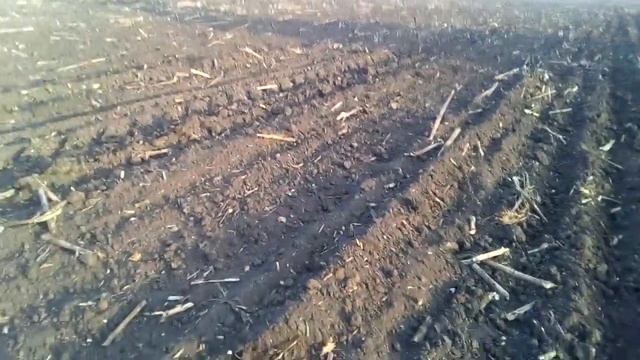 двойной посев озимого ячменя