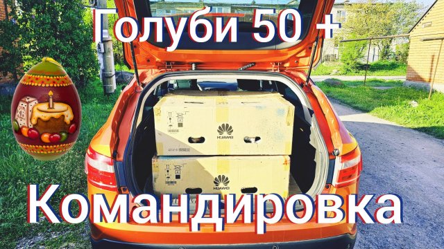 Голуби праздничная командировка