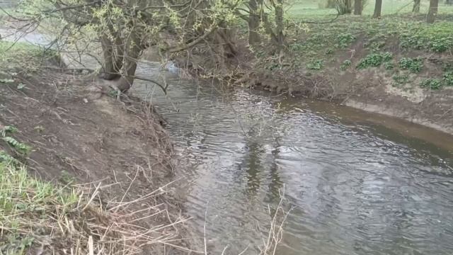 Звуки природы. Голоса птиц. Белый шум.