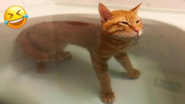 Приколы с Животными😸🤗 Смешные Видео про Животных 😸🤗СМЕШНОЕ ВИДЕО😍 Наши Любимые Смешные Животные