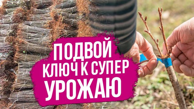 Как сделать плодовый сад супер урожайным? Ответ прост: подвой - ключ к успеху.