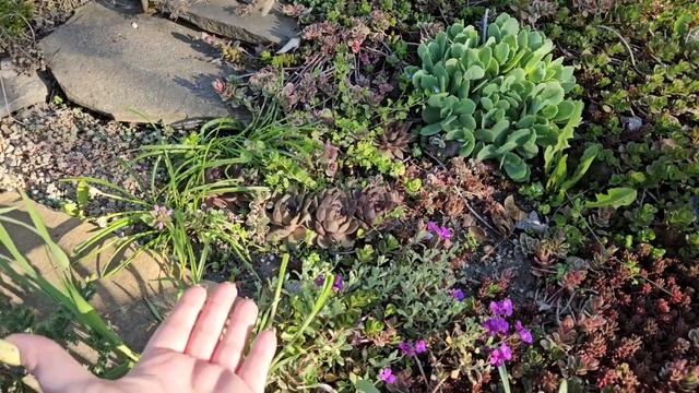 суккуленты на открытом воздухе