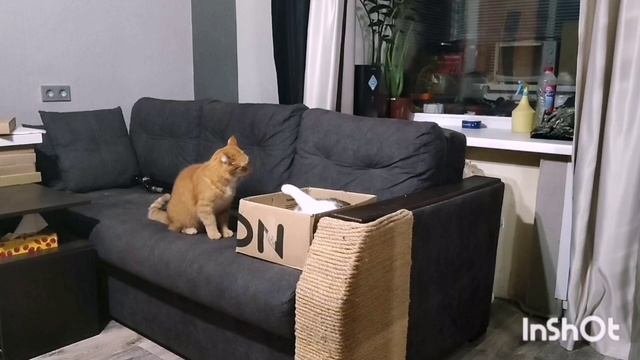 Кошачьи истории . Будни котиков.