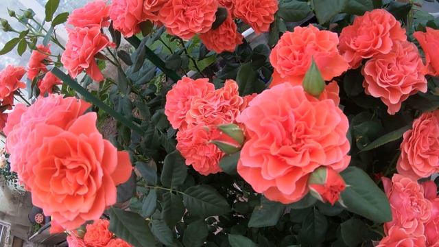 Роза Леди Оф Белград