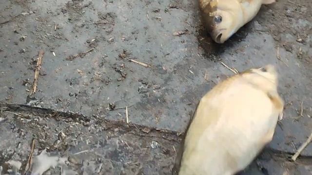 1000028415.mp4