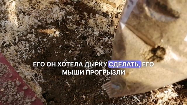 Посадки весной в теплице