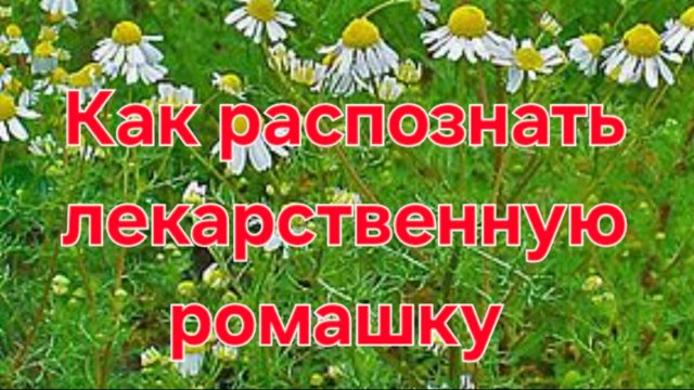 Как отличить лекарственную ромашку?