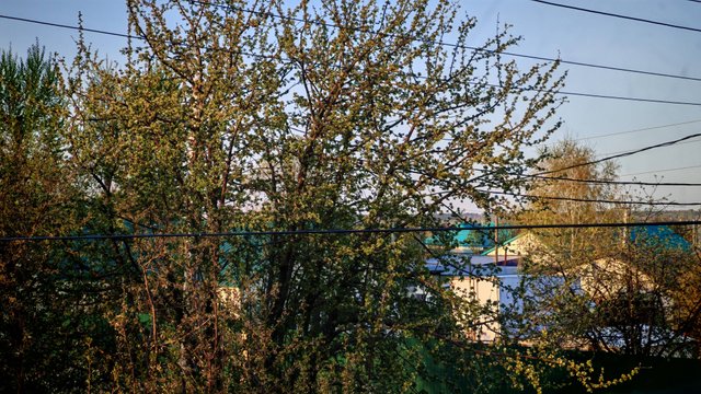 деревенская атмосфера, уют и красота природы, жизнь в деревне, все цветет, деревенская весна
