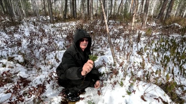 Прогулка в лес. Собираю природные лекарства.