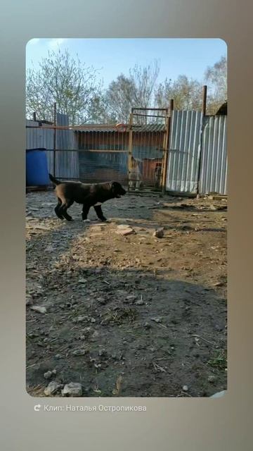 1745408282856.mp4