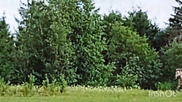 Село Светлое #скачки #конный клуб #удмуртия