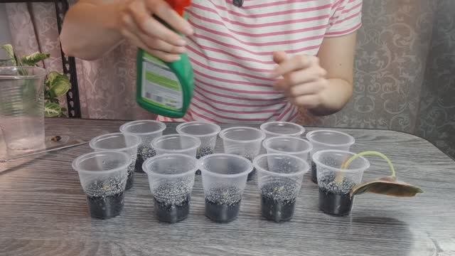 Эксперемент с аквагрунтом soil, укоренение клубней алоказий