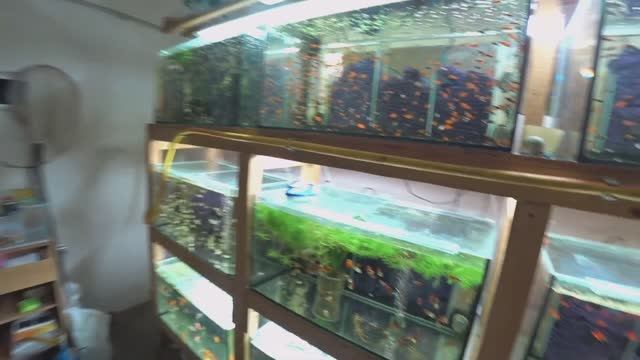 Запустил Гуппи на сетку. Будни Аквариумиста.