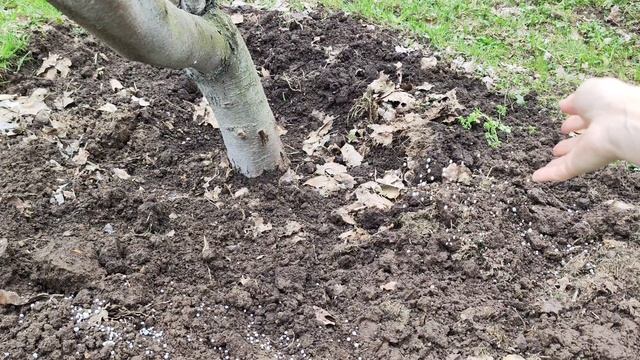 Весенняя подкормка плодовых деревьев – секреты богатого урожая!