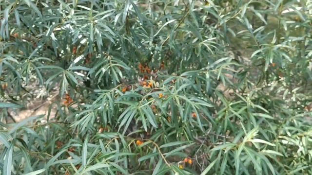 Казахстан. Озеро Щучье. Город Щучинск.