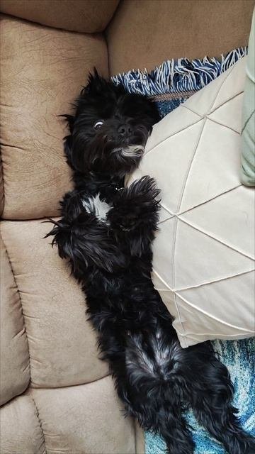 моя Мия 🐶