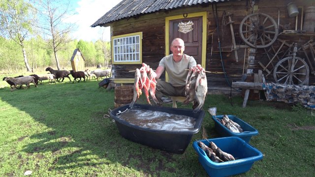 РЫБА ПОШЛА , ЗАГОТАВЛИВАЮ ВПРОК. ОСТАВИЛ ГОРОД РАДИ ЖИЗНИ в ЛЕСУ на ХУТОРЕ. №342