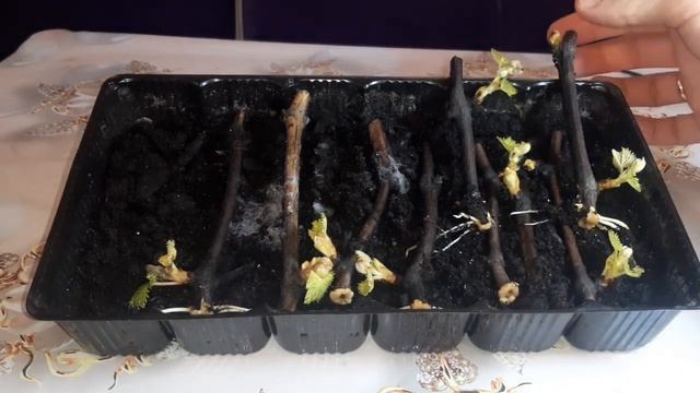 Укоренение черенков винограда в грунте