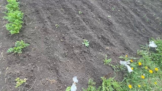 Шорты для дома. Что на участке