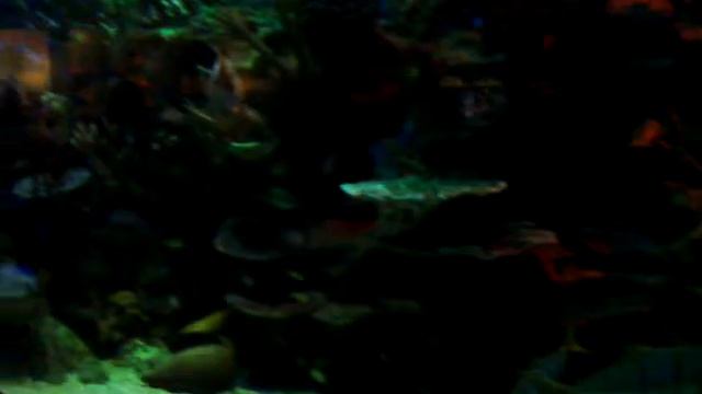 Водный мир